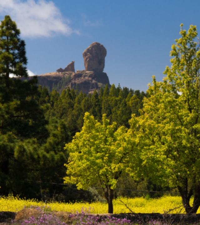 Roque Nublo volcanic rock formation surrounded by pine forests in Gran Canaria